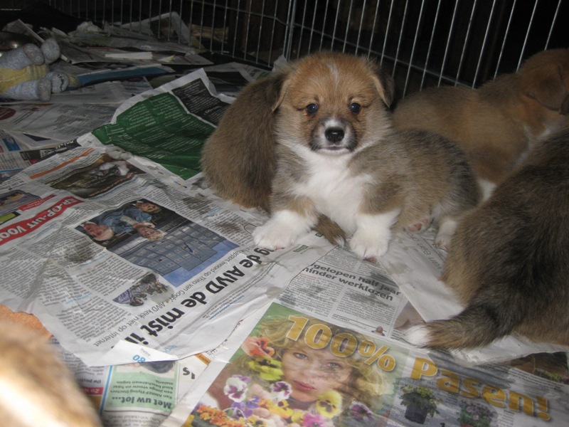 Puppies
